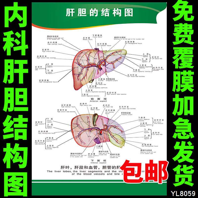 人体内脏系统展板宣传海报 肝胆的结构挂图 医院文化装饰墙贴挂画