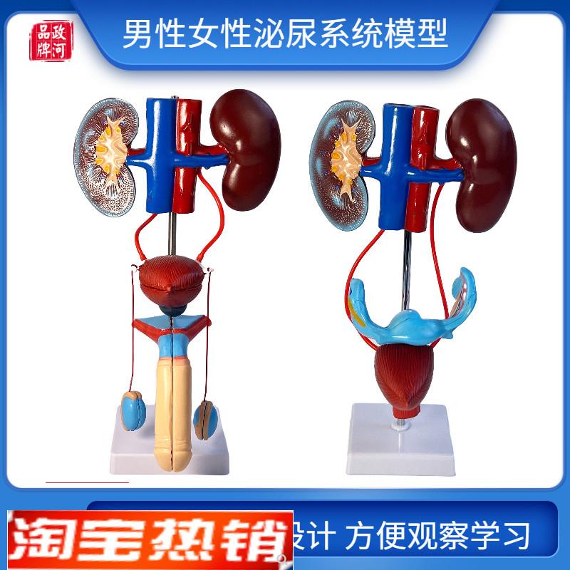 男性女性泌尿生殖系统模型膀胱输尿管肾脏M解剖模具结构造立体教
