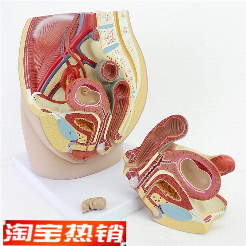 ENOVO颐诺女性盆腔解剖模型生殖泌尿子宫胚胎儿S妇产科医学用教学