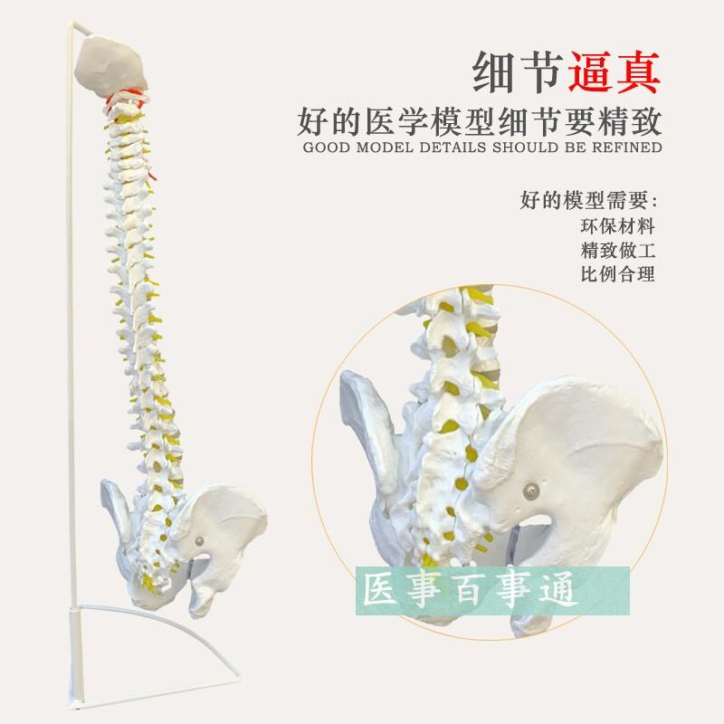医用人体脊柱模型人体骨骼大脊椎成人1:1带颈椎胸椎尾椎椎骨骨盆