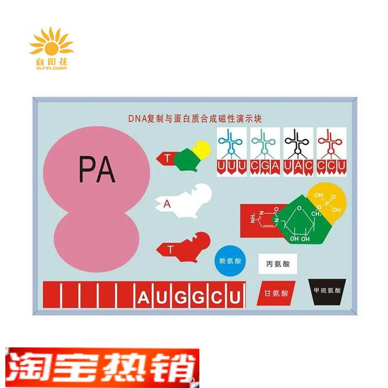 DNA复制与蛋白质合成p磁性演示块J3230磁板生物实验器材教学仪器