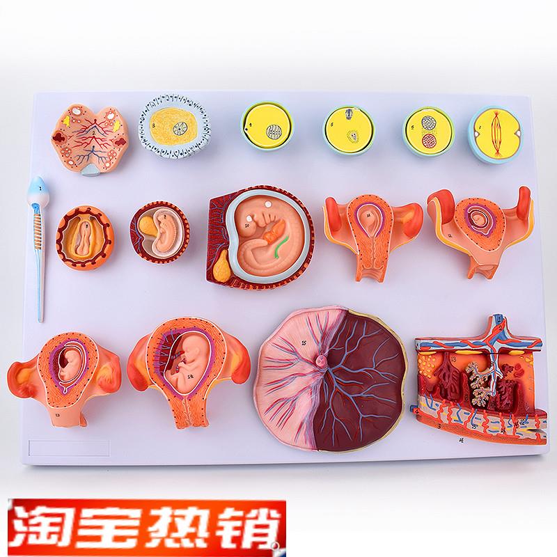 ENOVO颐诺受精与早期胚胎y发育过程模型组织胚胎教学示教模型