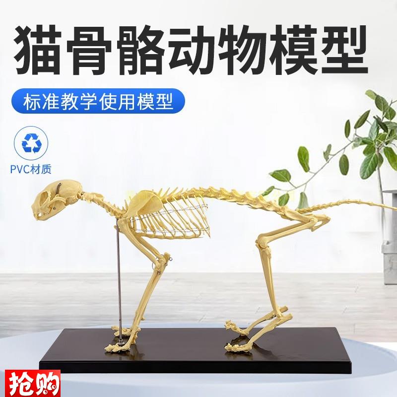 宠物骨科器械狗骨骼标本模型动物狗猫犬教学R骨架骨头骨骼模型