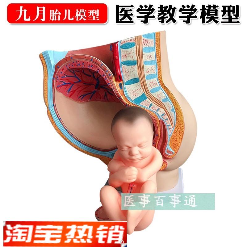 女性矢状解剖模型(部件)骨盆妊娠九L个月胎儿模型分娩直观