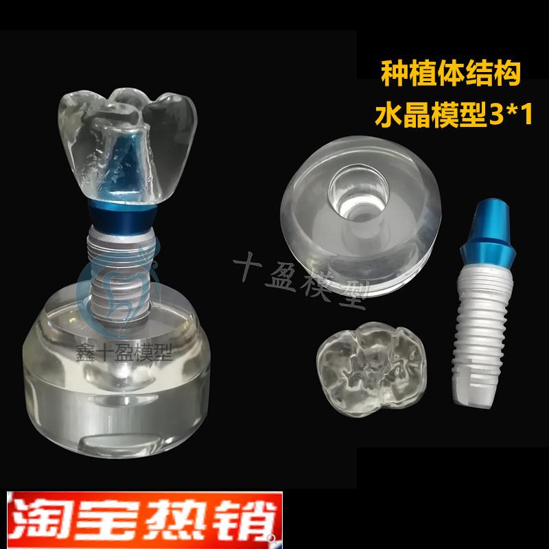牙齿模型牙齿水晶种植体练习模型种植M体可拆卸口腔教学培训