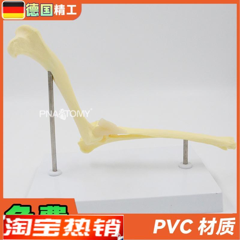 德国】狗b肘关节模型犬骨骼关节解剖展示道具1比1大医药促销礼品
