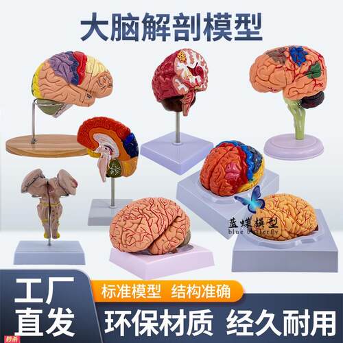 医学人体大脑解剖模型脑半球脑干脑室间脑小脑模型神经科脑科教具