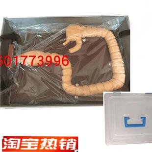 乙状结肠镜检查模型教学练习肠道S自然大肠镜模型