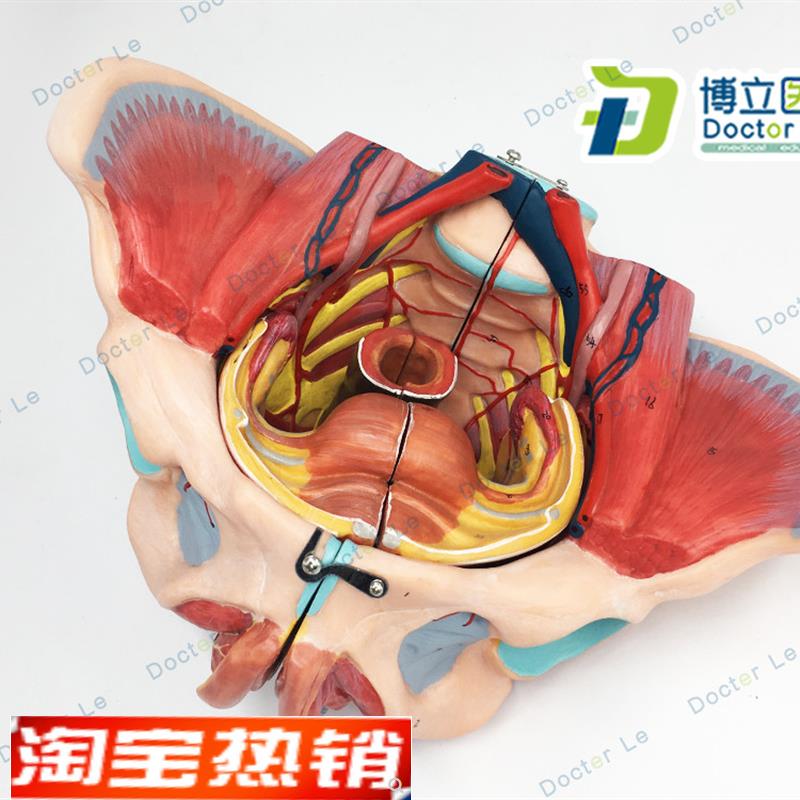 女性骨盆附盆底肌和神经模型y带腰椎盆骨解剖骨盆生殖器骼模型