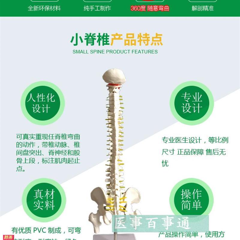 45CM人体脊柱模型人体脊椎模型正骨手法练习脊椎附骨盆腰椎模型