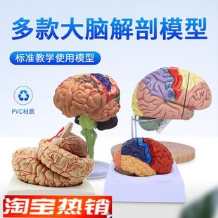 大脑动脉c模型脑解剖模型大脑模型脑干模型脑结构模型神经科