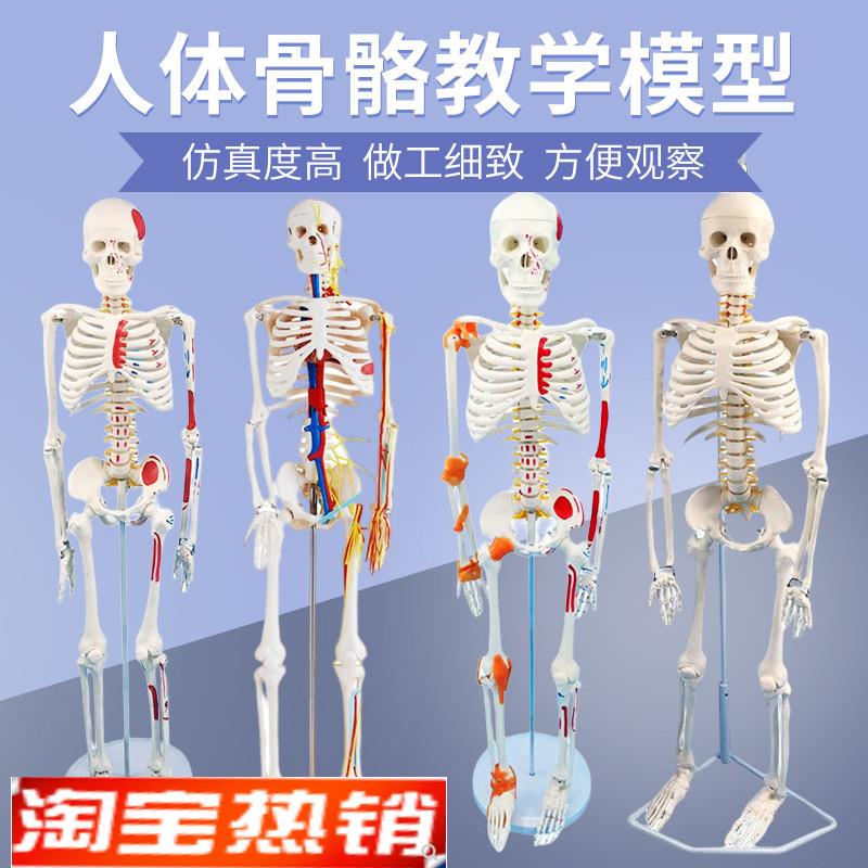 85cmb170cm人体骨骼模型骨架可拆卸人体脊柱模型仿真小白骷髅标本