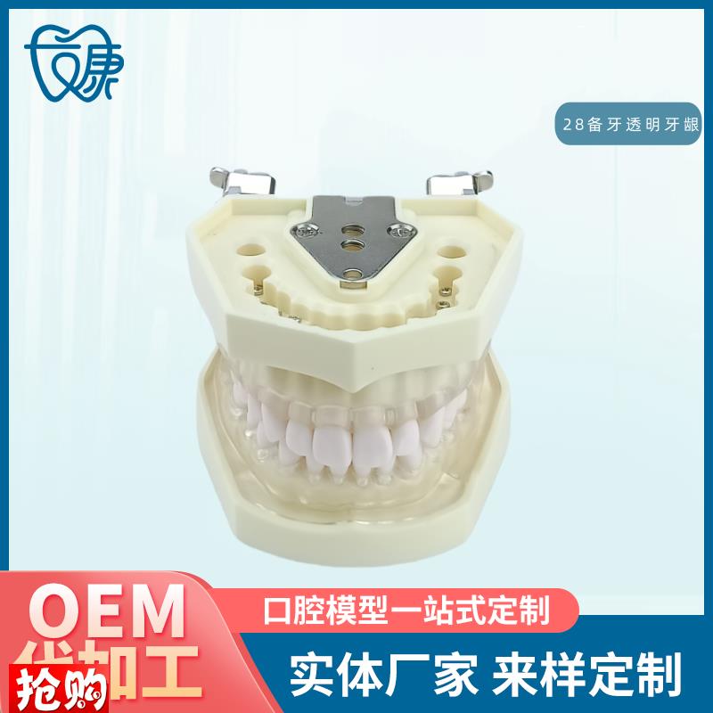 口腔教学牙齿模型牙科可拆卸28备牙模型练习软牙龈W28颗树脂牙