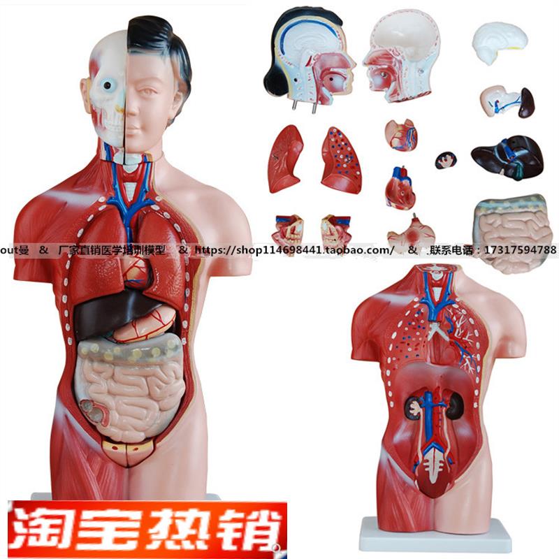 42CM女性g躯干模型15件人体躯干解剖模型人体解剖模型内脏模型