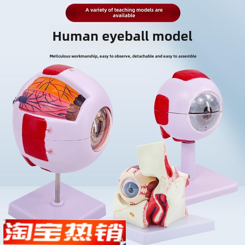 真正的经典专业版医学人体眼球解剖模型眼I睛解剖结构面部特征眼