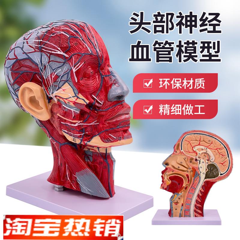 人体头骨带肌肉神经n血管模型型美容面部神经微整形头部医学解剖
