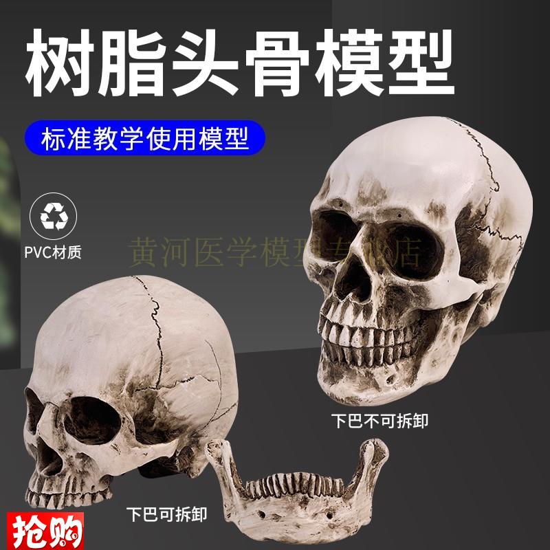 1:1树脂骷髅头绘画人头骨艺用人体F肌肉骨骼解剖头骨模型美术现货