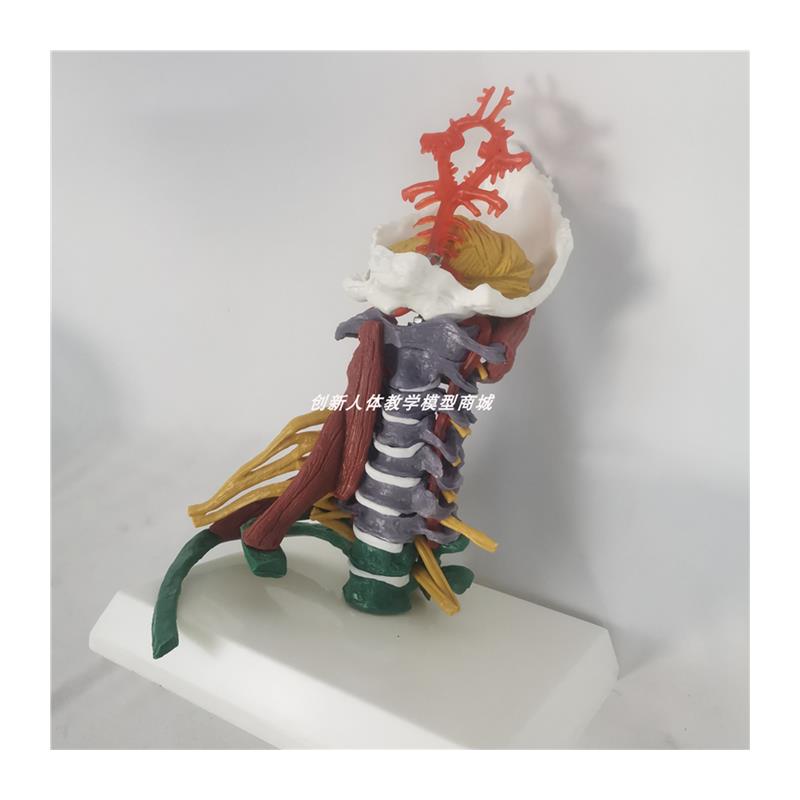 人体一比一颈椎i带彩色区分肌肉神经椎间盘模型医用教具推拿按摩