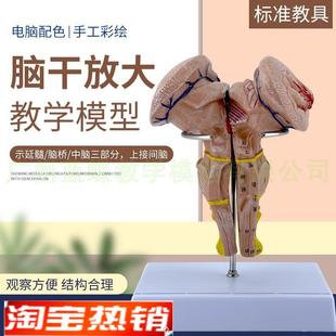 脑干放大模e型脑干模型脑干解剖模型大脑模型脑动模型脉大脑模型
