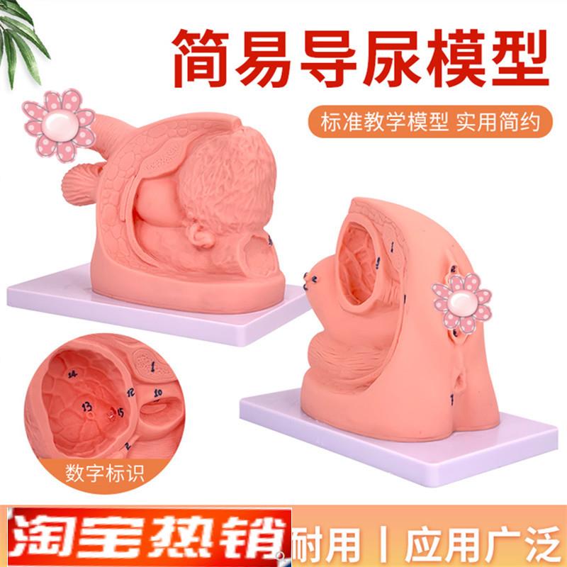 男性内外生殖解剖模型及导尿模具医学用人体S导尿插管模型教具