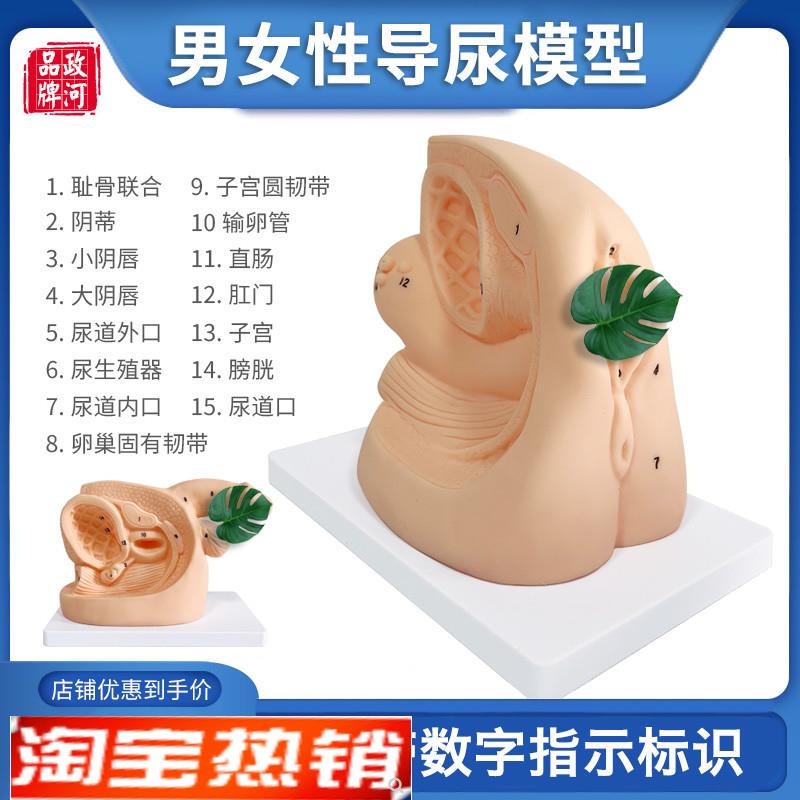男女性导尿模型人体泌尿生殖器A官结构医院学校教学家政培训教具