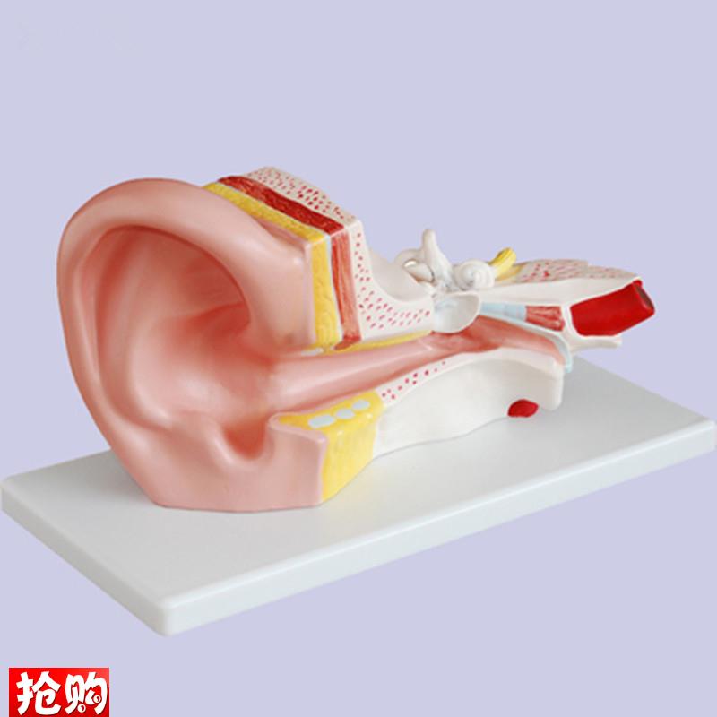 中耳解剖模型