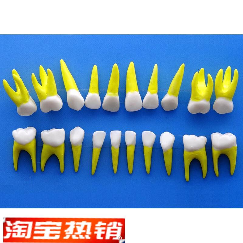 ENOVO颐g诺乳牙牙齿1:1模型乳牙牙列解剖结构模型