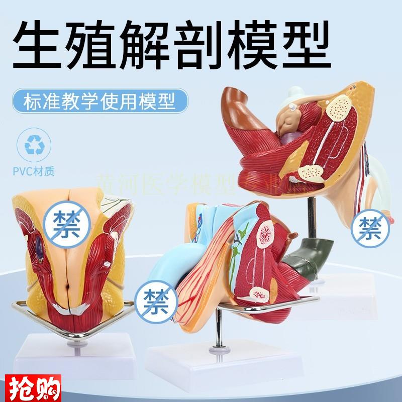 男性生殖b解剖模型睾丸膀胱自然大1:1男性生殖器层次解剖模型