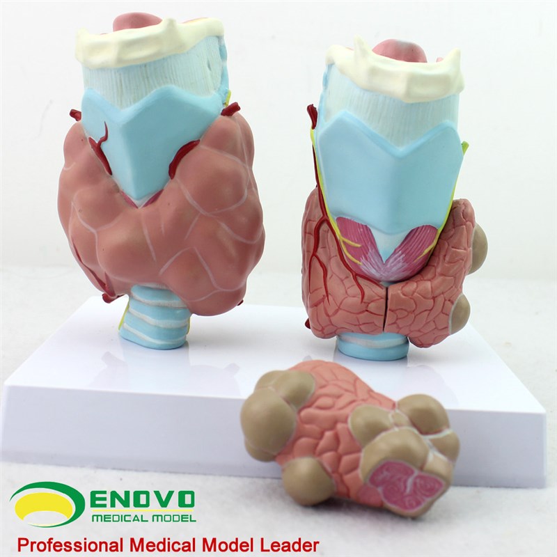 ENOVO正品 人体甲状腺病理模型甲亢甲低甲减 S内分泌系统医学解剖