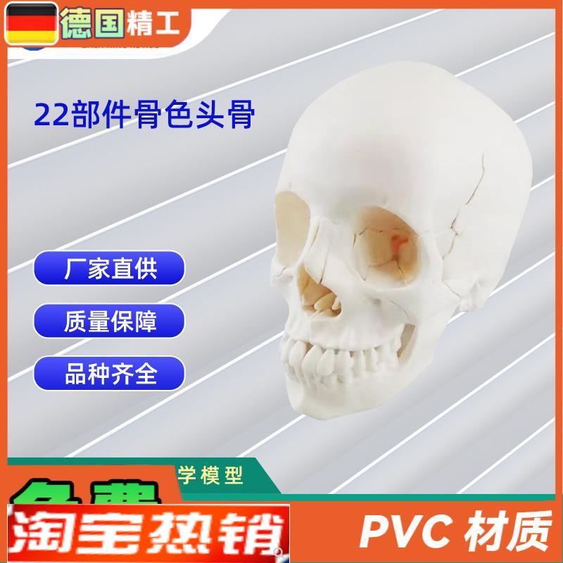 22部件骨色头骨可拆n分模型人体骨骼模型教学模型26*17*22CM