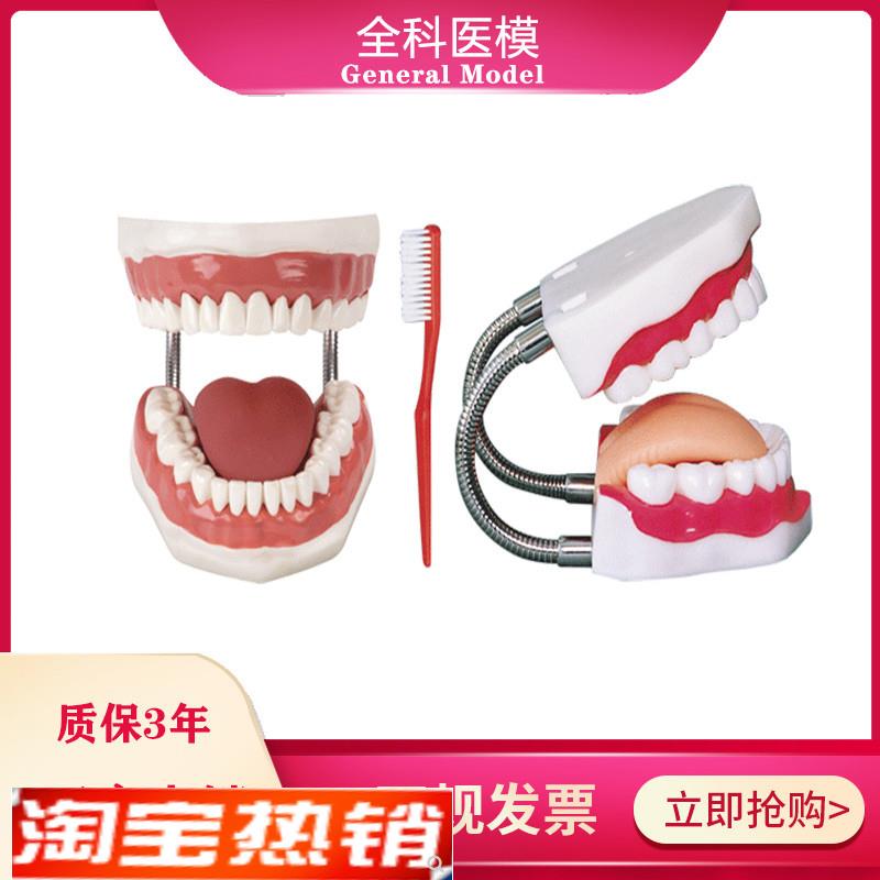 牙护理保健模型牙齿清洁教学模具刷Q牙口腔护理牙模型