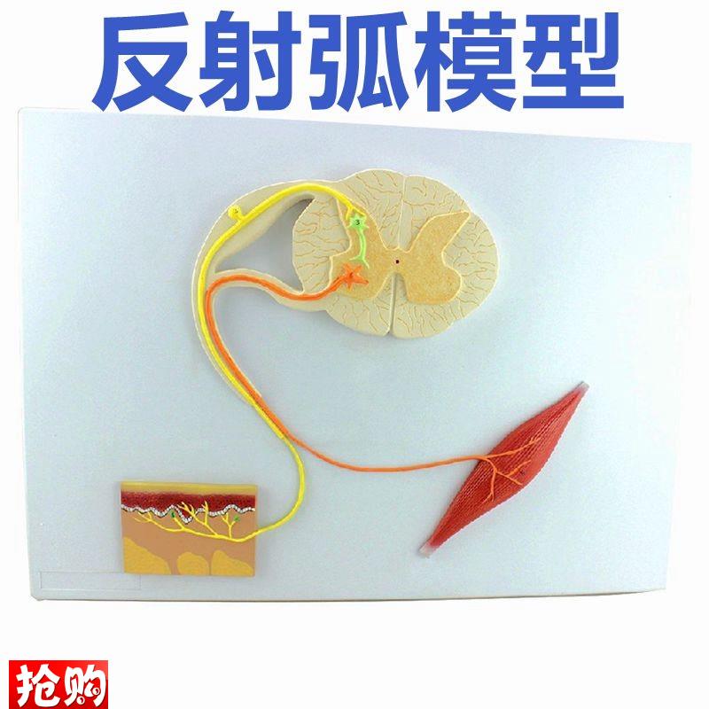 脊髓的功b能模型反射弧神经传导模型中枢神经系统解剖模具