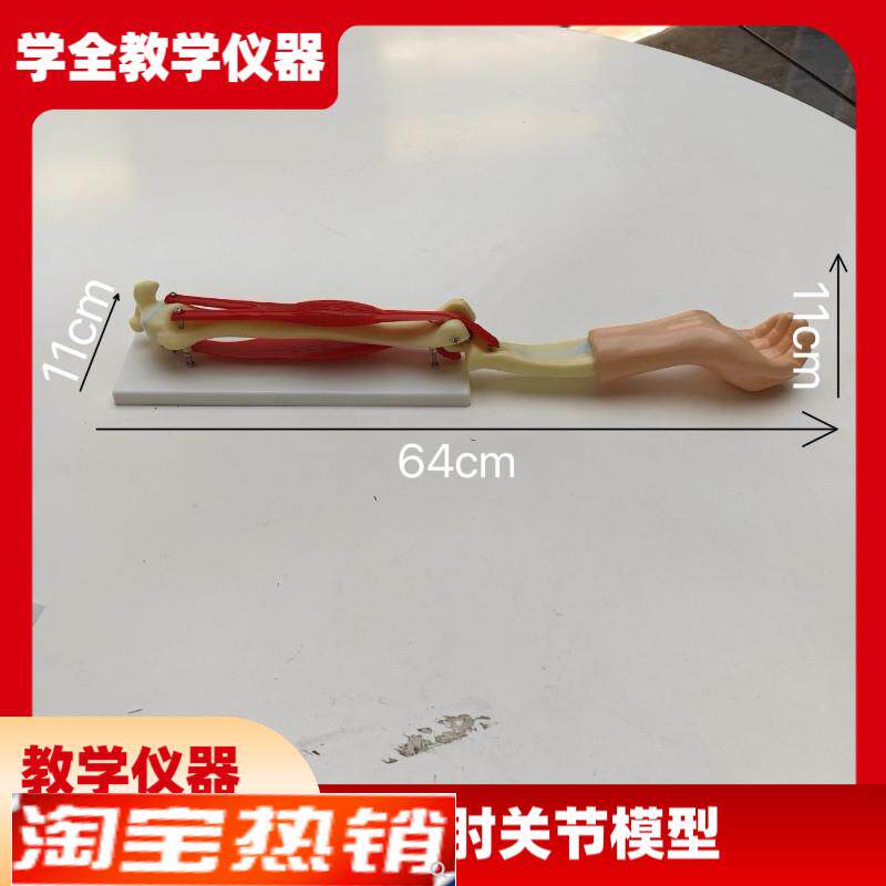 供应SM-SB2-S-300手臂活动模型组装材J料小型手臂肌肉运动系统模