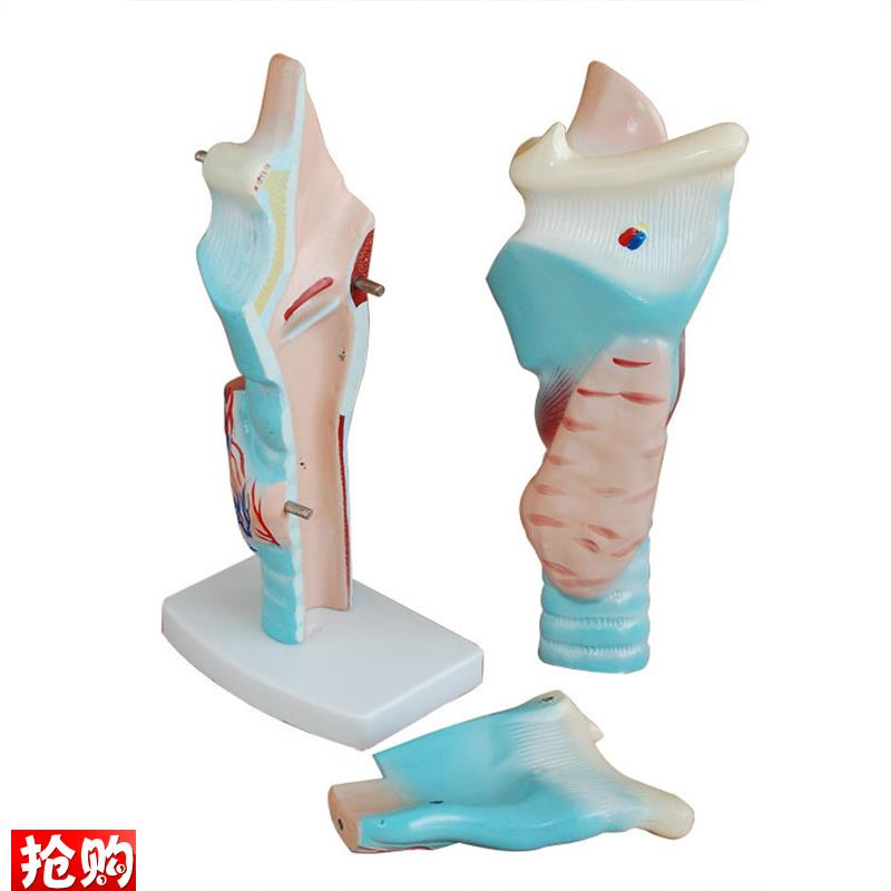 人体喉解剖模型喉头解剖w模型喉模型喉部血管甲状腺模型