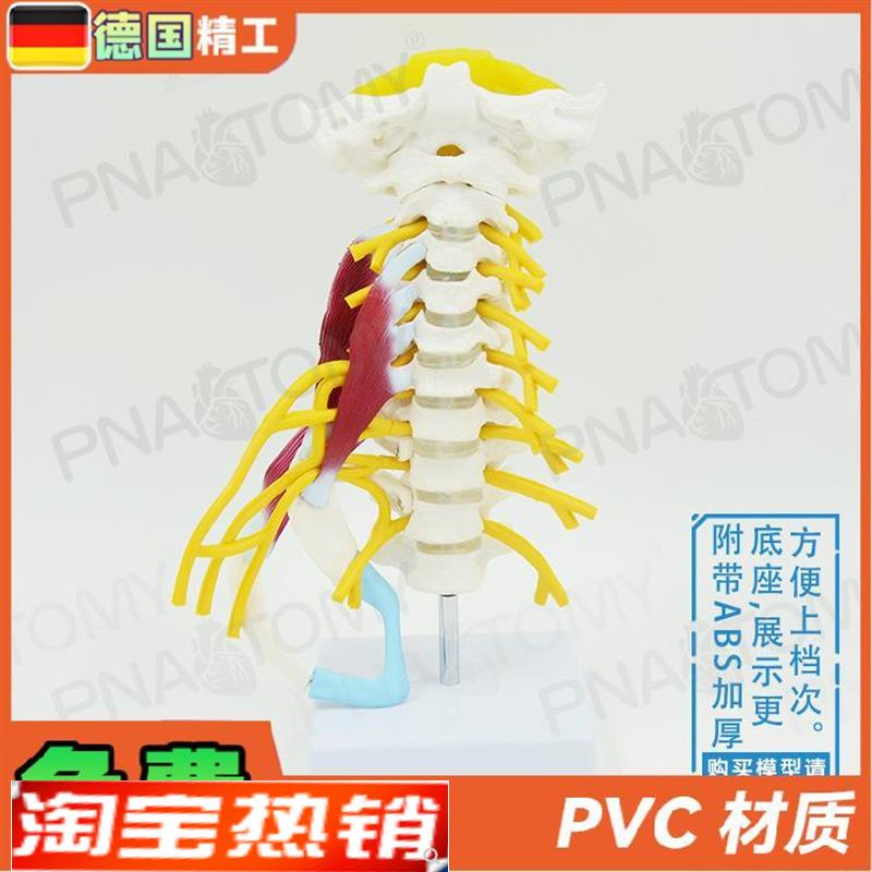 德国】人体颈椎肌肉神经骨骼解剖模型动脉枕骨椎R间盘医学骨科疼