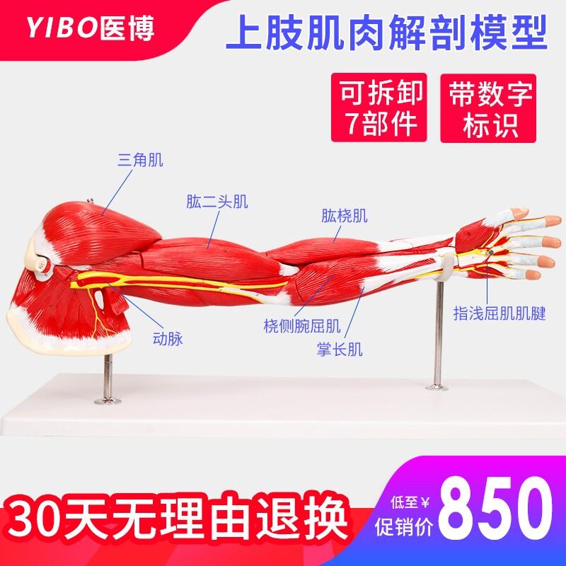 人体肌肉手臂模型上肢肌肉构造解刨展示模型医学教具模型