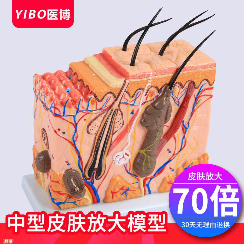 人体皮肤放大模型皮肤结构解剖模型皮肤切面组织结构立体模型教具