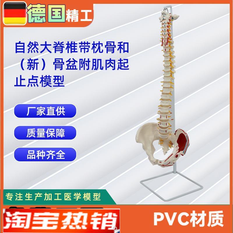 自然大脊椎带枕骨和新骨盆附肌肉起止点模型人V体骨骼教学模型