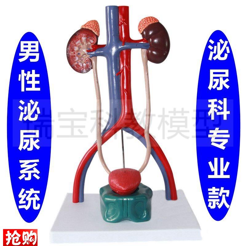 男泌尿系统模型肾脏结构膀胱前列腺男H科医患医生临床女生殖子宫