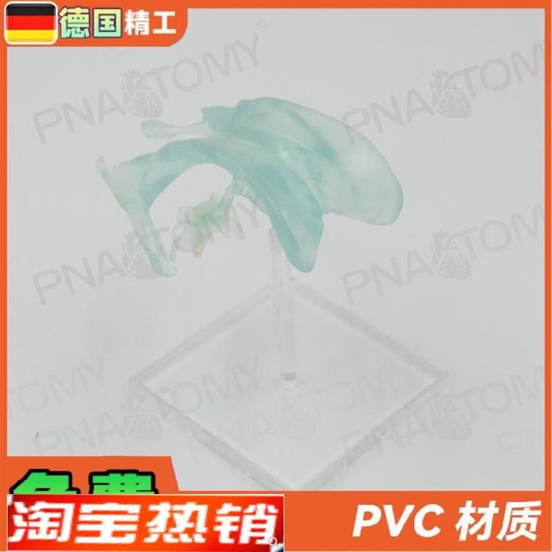 德国】医学人体大j脑基地核脑室杏仁脑丘脑中枢神经放大解剖模型