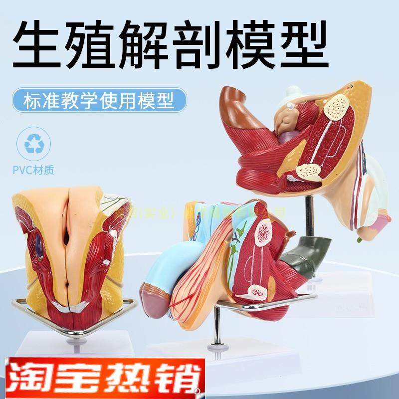 女性内外生殖器解剖模型子宫输卵管解剖女性R生殖健康示教模型