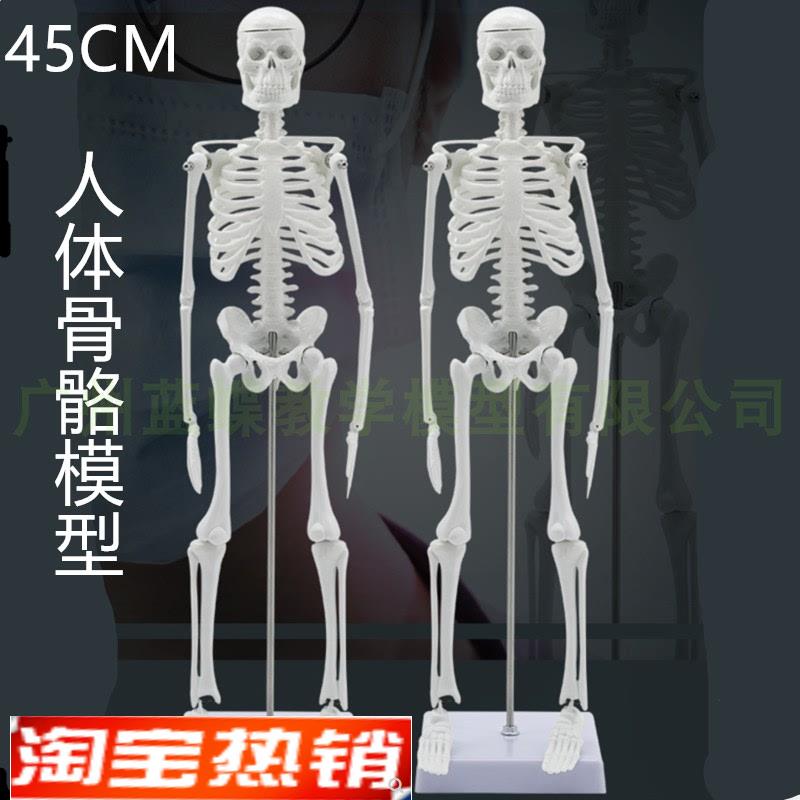 经典款45cm人体骨骼模型可拆可活动可摆造型小型人Z体骨架模型