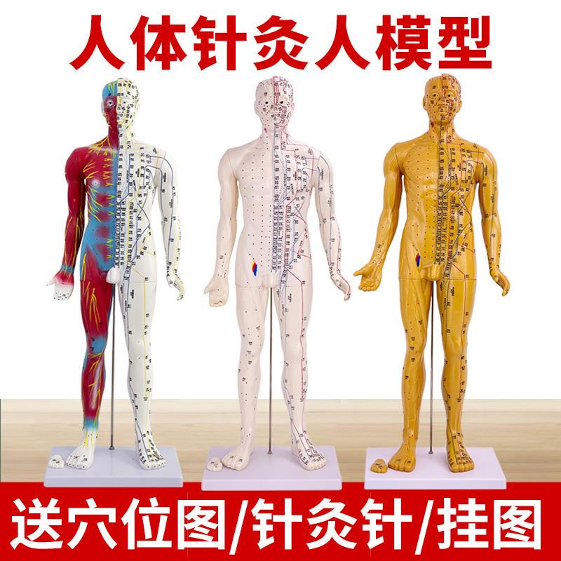 刻字超高清晰人体穴位模型针灸按摩教学模型80CM半皮半肌经络模型
