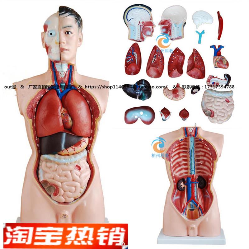 厂家直销正品男性人体半身躯干模型(85cSm/19件)包邮