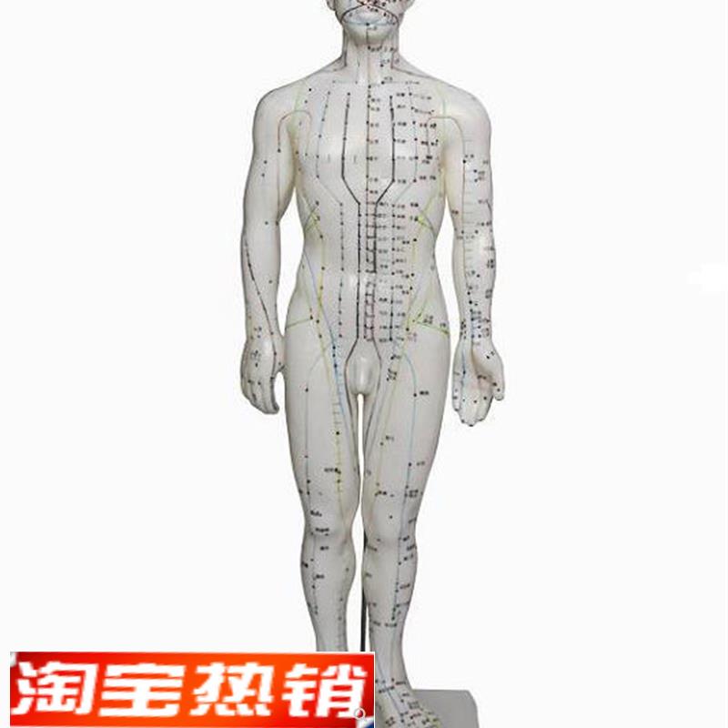人体针灸模型(n男性)高46cm人体模型医学模型