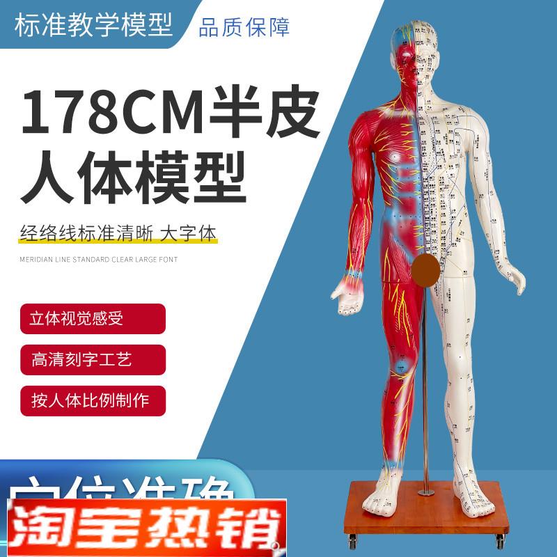 178CM半皮半肌针灸u人针灸模型针灸人人体模型医学教具