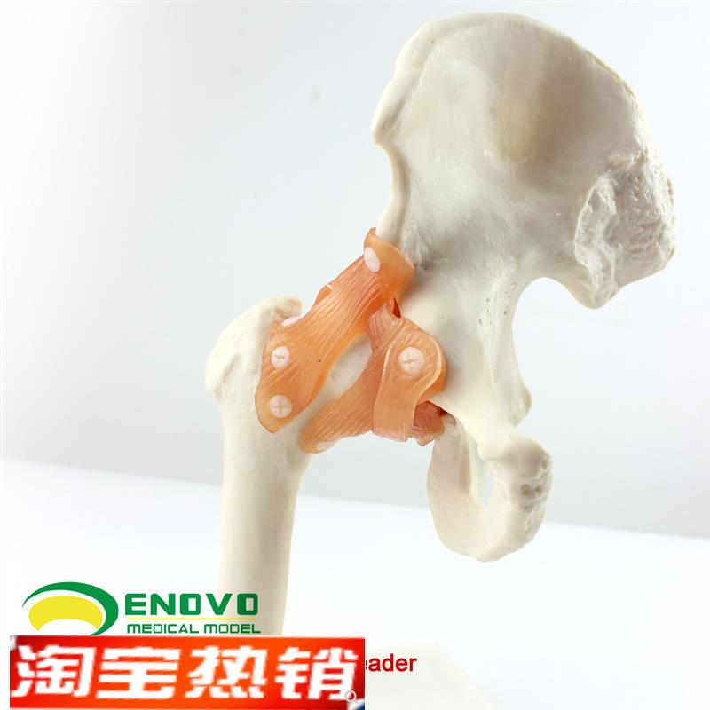 ENOVO颐诺人体髋关节股关节模型人体骨骼模型运动骨骨科.科髋关节