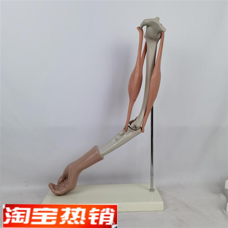 人体手臂关节肱二头肌肱三头肌活动手臂骨骼O人体肘关节活动模型