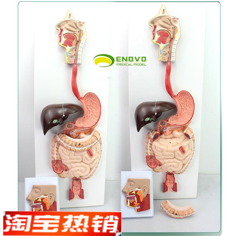 ENOVO颐诺医学人体消化系统模型化道腺消化P内科解剖结构器官教具