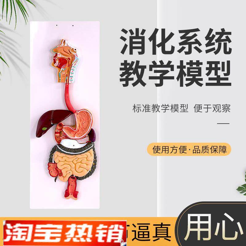 标准医学人体消化系统解剖模y型等比例设计生物实验器材教学仪器